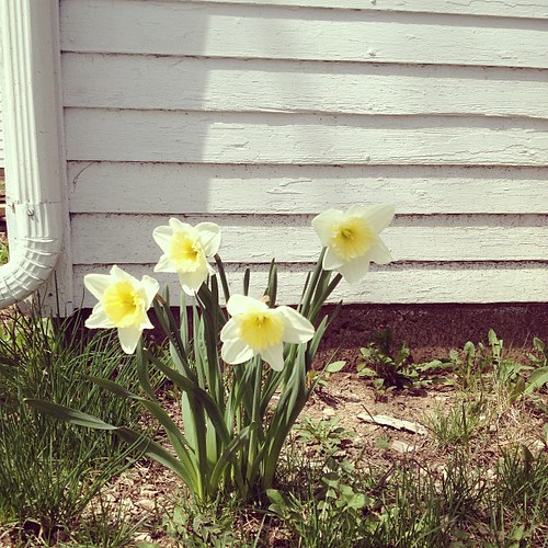 The only thing growing in our yard right now are these sunny gals behind the garage. Also, maybe rhubarb?