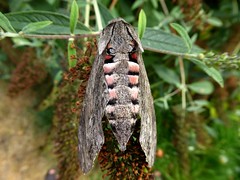 Sphinx du liseron - Sweetpotato Hornworm
