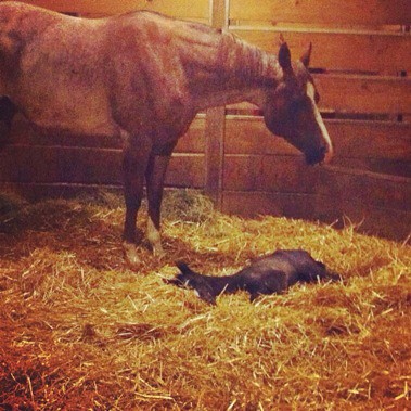 New Arrival #horse #foal