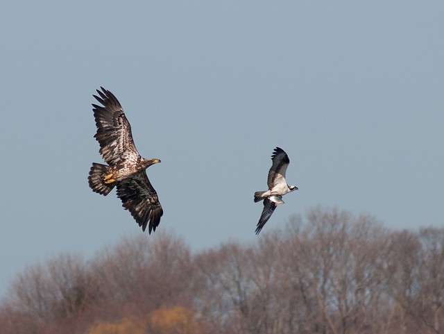 Eagle vs the Osprey