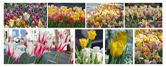 Santana Row Tulips