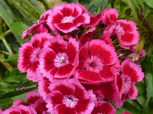 Sweet William has a Pink Eye by Steve Taylor (Photography) Internet V slow