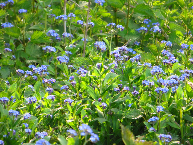 Forget-me-nots at the Sports Ground