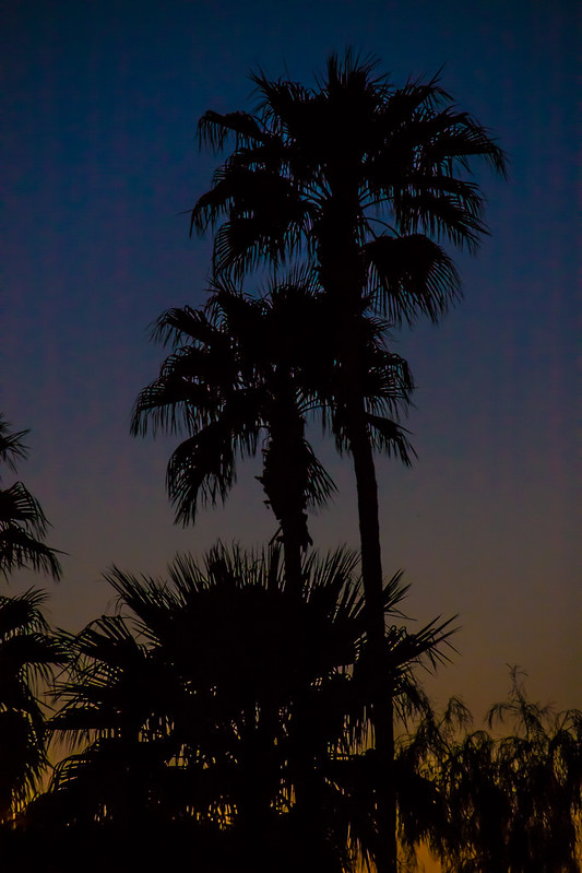 Palms In The Evening