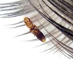 Insecta: Phthiraptera et Siphonaptera