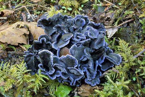 Blue or Black Chanterelle / Polyozellus multiplex (Copyright Steven A. Trudell; reprinted with permission)
