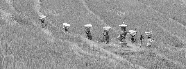 Working women in rice padding, par Franck Vervial