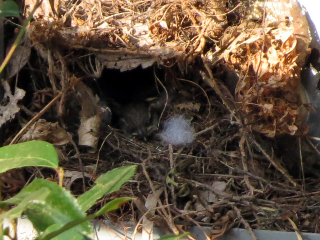 baby Carolina Wren in nest
