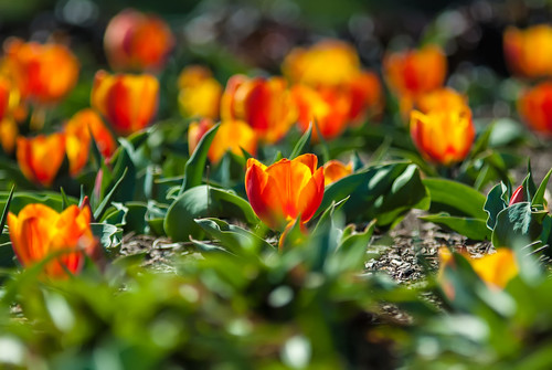 field of orange tulips by DigiDreamGrafix.com