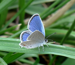  2013 Butterflies and Moths