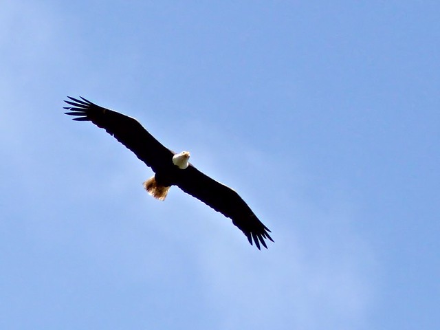 Bald Eagle adult in flight 20130414