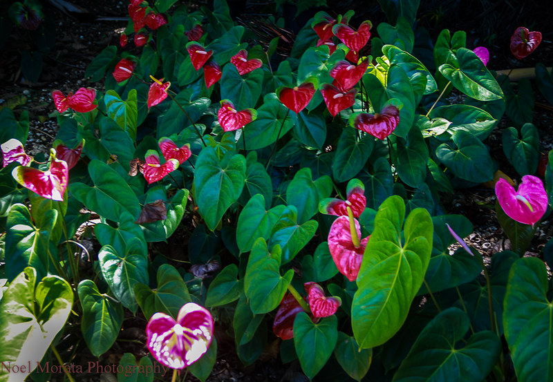 Tropical anthuriums,Trommer Lilly Farm, Big Island