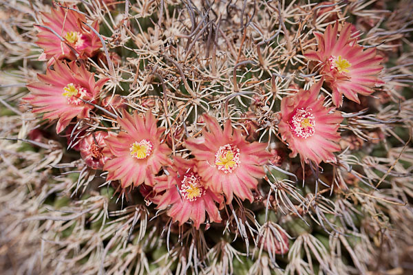 Cactus Flower Wreath