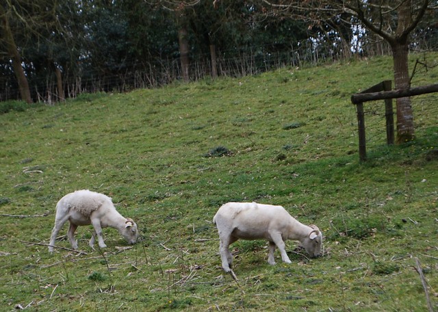 Wiltshire Horn sheep shedding at National Trust Stourhead