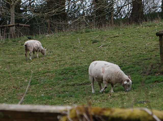 A herd of Wiltshire Horn (also know as Wiltshire Horned) sheep grazing and shedding wool