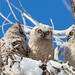 Great Horned Owls - In the nest