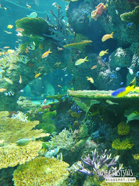 sea aquarium marine life park resort world sentosa singapore (26)