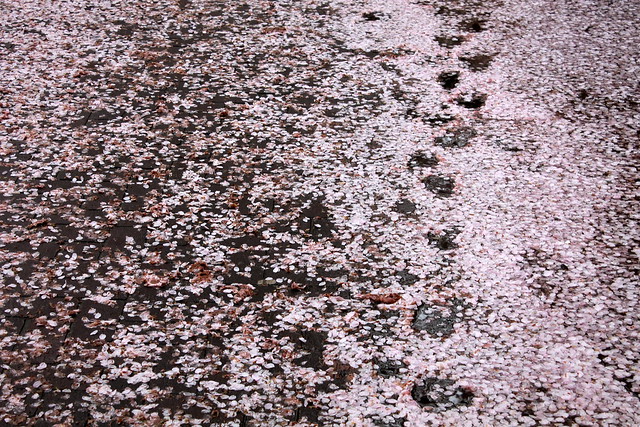 Footprints in cherry blossoms