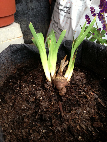 Iris rhizome