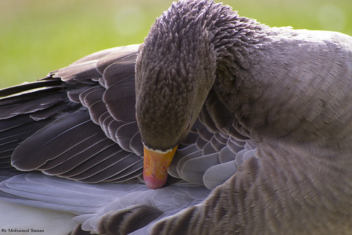 Regents Park, goose, London, UK by TamanM