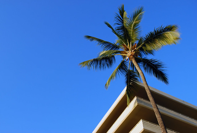 Royal Kona Resort Palm