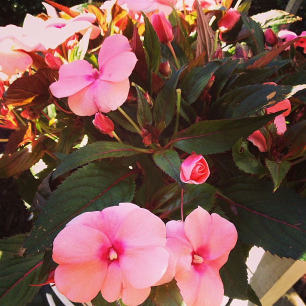 Day 1 #fmsphotoaday #iboughtthis! New Guinea Impatiens to pretty up my porch! #pretty #flowers