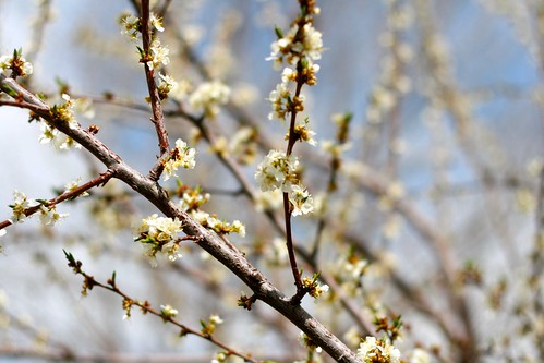 plum blossoms, in april