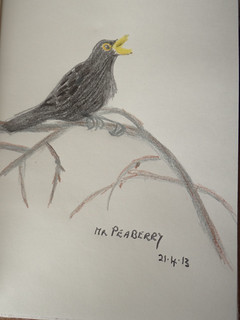 Mr Peaberry drawn from photo