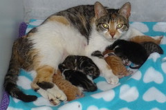 Catsparilla & Babies