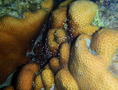 排卵中的菊珊瑚。海洋國家公園管理處提供。