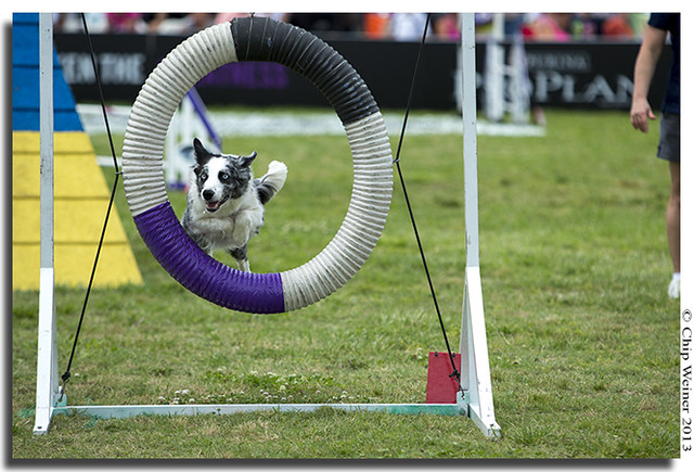 Legend, owned by Annette Martinez, competes in the agility course