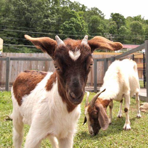 goats7