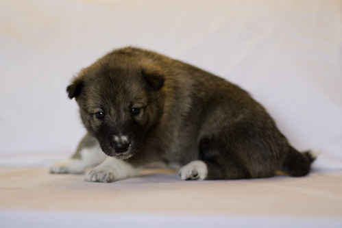 Ike-Kilbe-Pup5-Female(Day 22)-2