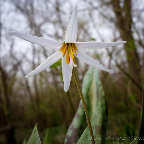 White Trout Lily by andiwolfe