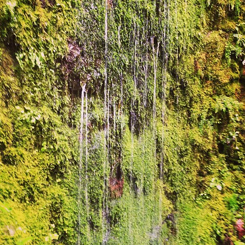 Dripping moss wall
