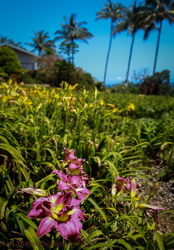 Lilly blooms,Trommer Lilly Farm, Big Island