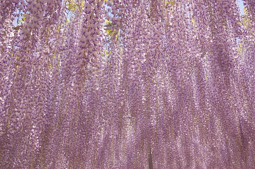 huge wisteria