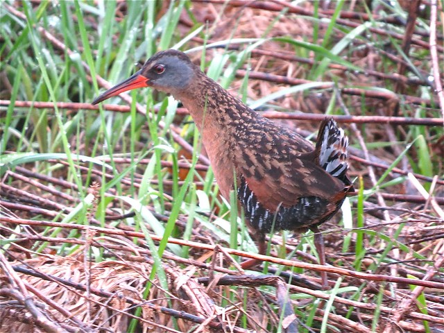 Virginia Rail at Evergreen Lake in McLean County, IL 01