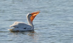 Pélican d'Amérique / American White Pelican