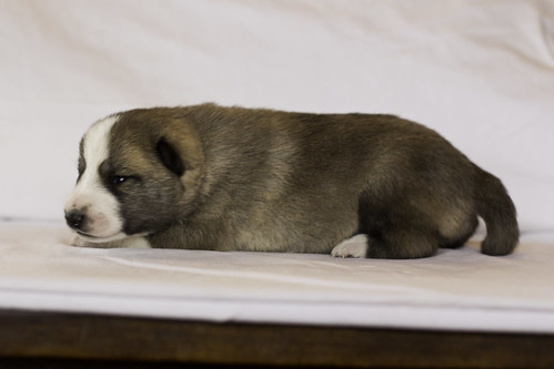 Ike-Kilbe-Pup1-Male(Day 13)-10