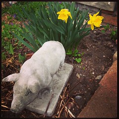 Daffs! #springblooms #homesweethome #elmwood