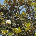 In the neighborhood…Magnolia grandiflora - 02