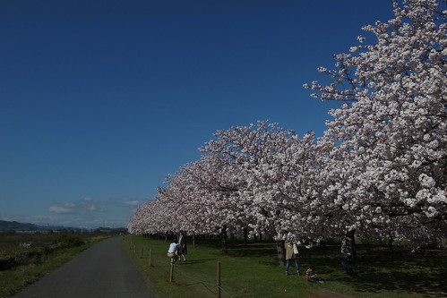 桜の花、舞い上がる道を 2013-番外編