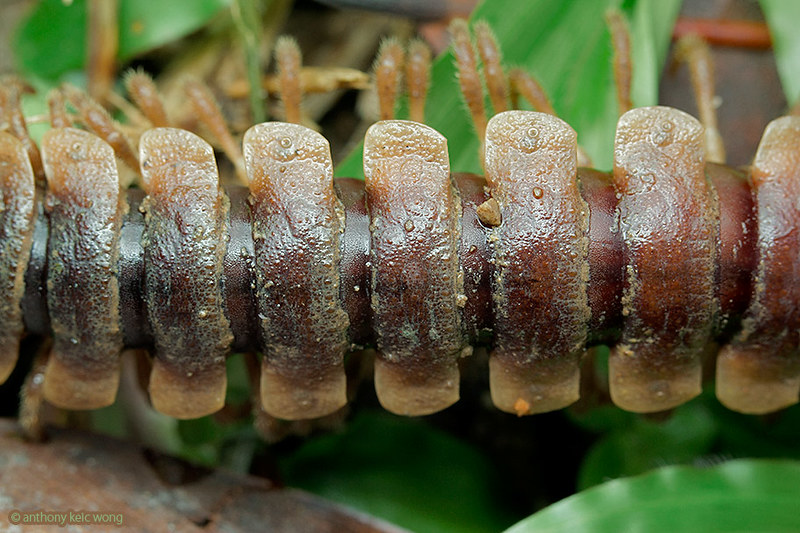 Flat-backed millipede, Polydesmida