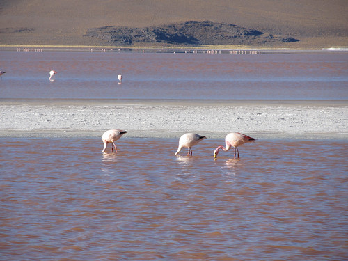 Le Sud Lipez: la Laguna Colorada et ses 3 sortes de flamants roses