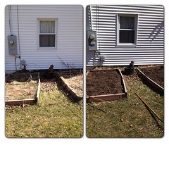 Before & after. I am a lazy gardener, should have done this last fall. Getting the beds ready.