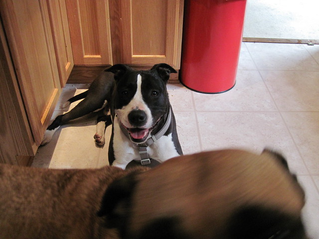 Stray dog Picture of a black and white AmStaff dog smiling while Greta tries to photobomb it from the front