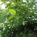 Garden Inventory: Chinese Elm (Ulmus parvifolia) - 04