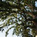 Garden Inventory: Chinese Elm (Ulmus parvifolia) - 09