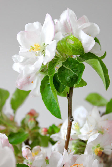Apfelblüten – apple blossom